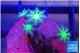 Clavularia papaya fire purple 4 polyps WYSIWYG acclimaté