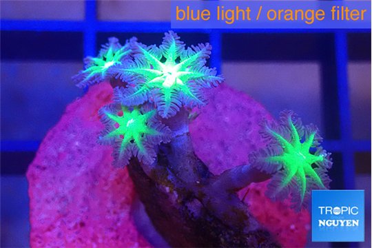 Clavularia papaya fire purple 4 polyps WYSIWYG acclimaté
