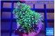 Pachyclavularia neon green 3-4 cm WYSIWYG acclimaté