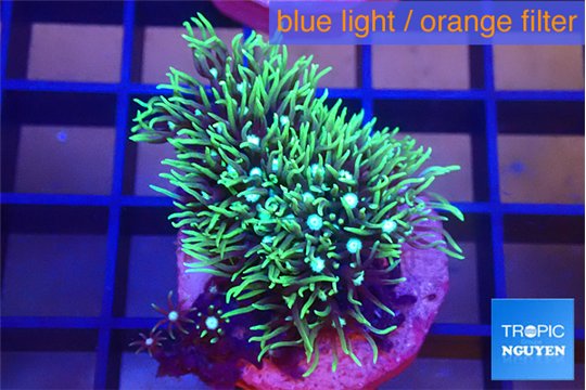 Pachyclavularia neon green 3-4 cm WYSIWYG acclimaté