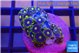 Zoanthus magical blue 2-3 cm WYSIWYG acclimaté