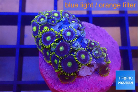 Zoanthus magical blue 2-3 cm WYSIWYG acclimaté