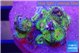 Zoanthus premium 2-3 cm WYSIWYG acclimaté
