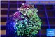Pachyclavularia neon green 3-5 cm WYSIWYG acclimaté