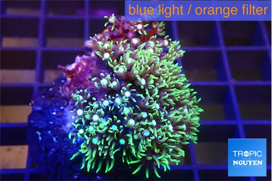 Pachyclavularia neon green 3-5 cm WYSIWYG acclimaté