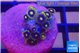 Zoanthus magical blue 1-2 cm WYSIWYG acclimaté