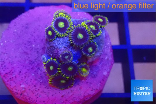 Zoanthus magical blue 1-2 cm WYSIWYG acclimaté
