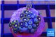 Zoanthus magical blue 2-4 cm WYSIWYG acclimaté