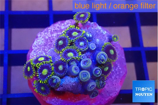 Zoanthus magical blue 2-4 cm WYSIWYG acclimaté