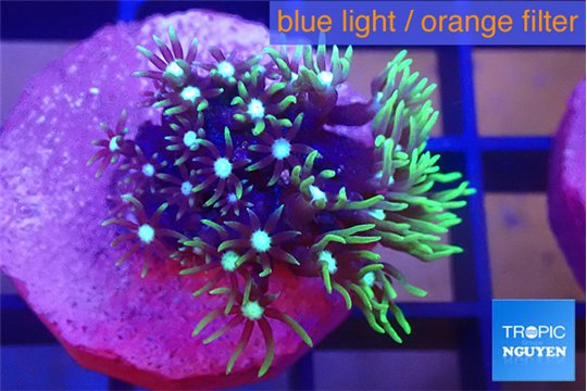 Pachyclavularia neon green 2-3 cm WYSIWYG acclimaté