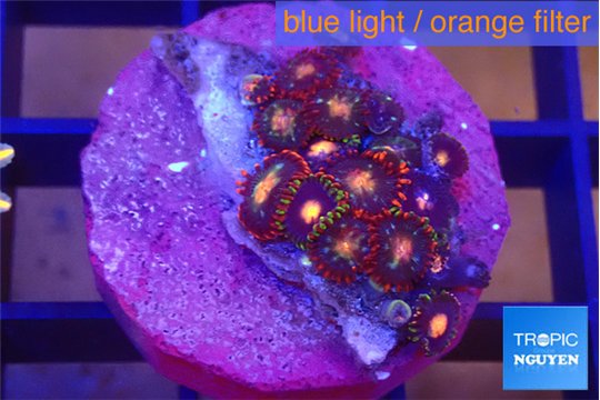 Zoanthus red orange 1-2 cm WYSIWYG acclimaté