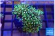 Pachyclavularia neon green 3-4 cm WYSIWYG acclimaté