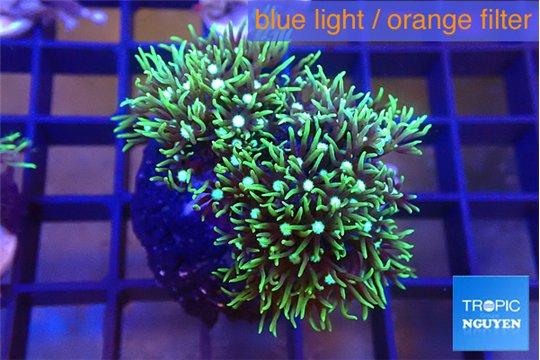 Pachyclavularia neon green 3-4 cm WYSIWYG acclimaté