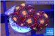 Zoanthus red orange 1-2 cm WYSIWYG acclimaté