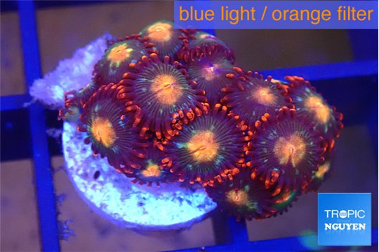 Zoanthus red orange 1-2 cm WYSIWYG acclimaté