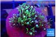 Pachyclavularia neon green 2-3 cm WYSIWYG acclimaté
