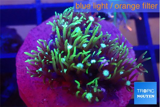 Pachyclavularia neon green 2-3 cm WYSIWYG acclimaté