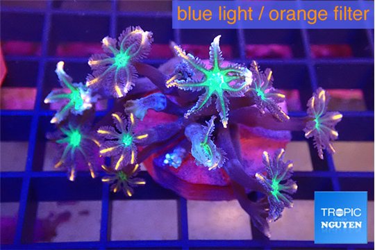 Clavularia papaya fire work 4-6 cm WYSIWYG acclimaté