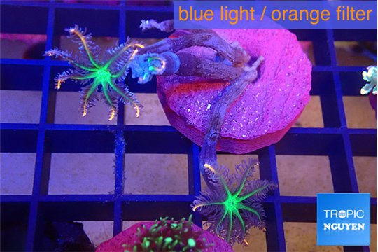 Clavularia papaya fire work 2 polyps WYSIWYG acclimaté
