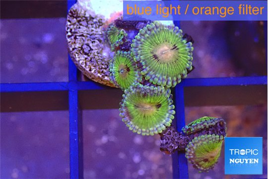 Zoanthus premium 4-5 polyps WYSIWYG acclimaté