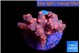 Cyphastrea decadia red 2-3 cm WYSIWYG acclimaté