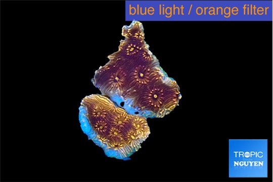 Pavona orange 1 cm WYSIWYG acclimaté
