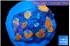 Rhodactis red blue superman 7-10 cm WYSIWYG acclimaté