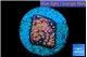 Cyphastrea orange 1-2 cm WYSIWYG acclimaté