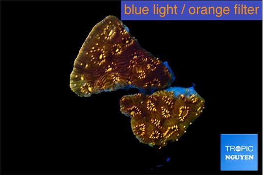 Pavona orange 1 cm WYSIWYG acclimaté