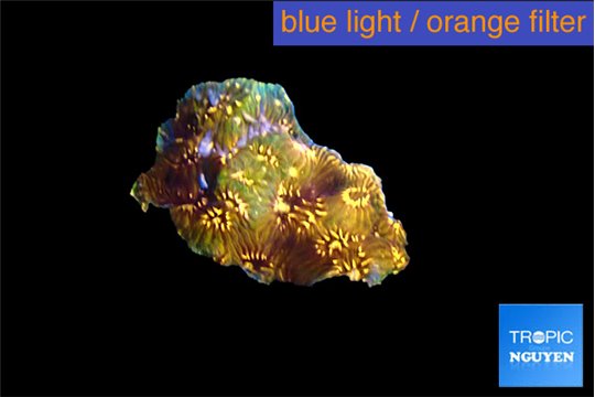 Pavona orange 1 cm WYSIWYG acclimaté