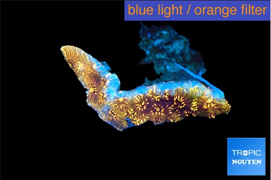 Pavona orange 1 cm WYSIWYG acclimaté