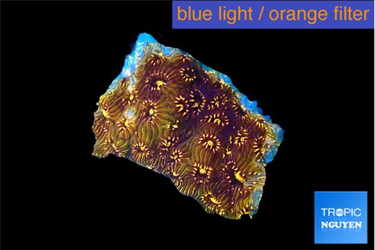 Pavona orange 1 cm WYSIWYG acclimaté
