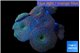 Discosoma watermelon 7-10 cm WYSIWYG acclimaté