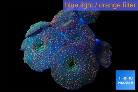 Discosoma watermelon 7-10 cm WYSIWYG acclimaté
