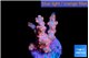 Cyphastrea decadia red 2-3 cm WYSIWYG acclimaté