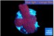 Porites red 3-4 cm WYSIWYG acclimaté