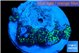 Rhodactis green long hair 4-5 polyps WYSIWYG acclimaté