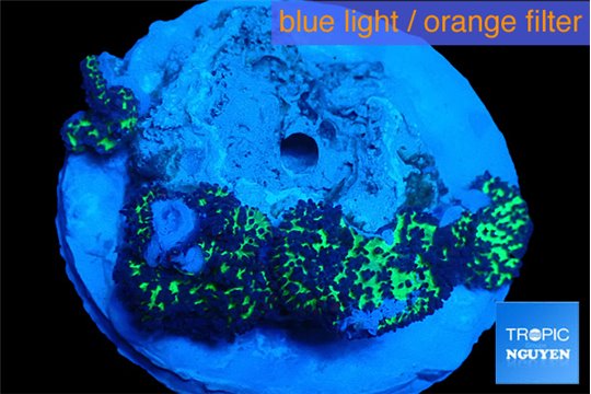 Rhodactis green long hair 4-5 polyps WYSIWYG acclimaté