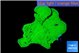 Montipora green cap 3-4 cm WYSIWYG acclimaté