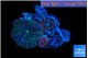Rhodactis mix color & sabelle 3 polyps WYSIWYG acclimaté