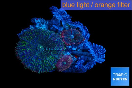 Rhodactis mix color & sabelle 3 polyps WYSIWYG acclimaté