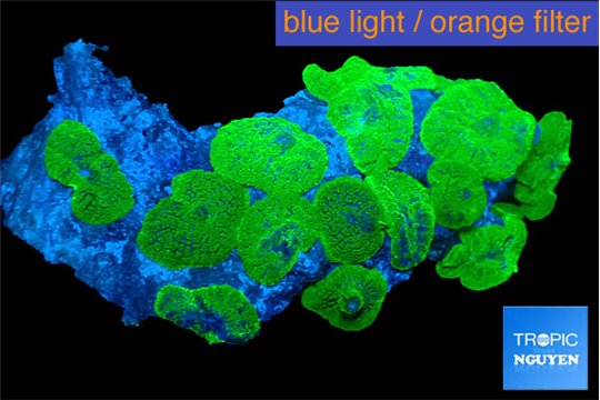 Rhodactis neon green 8-12 cm WYSIWYG acclimaté