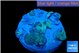 Discosoma avatar deep blue 7-10 cm WYSIWYG acclimaté