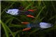 Guppy endler silverado black mâle 1-2 cm