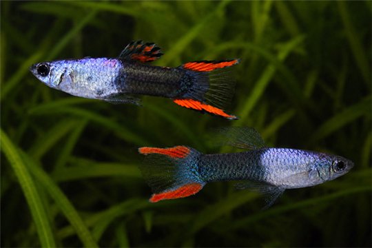 Guppy endler silverado black mâle 1-2 cm