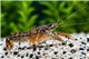 Ecrevisse Cambarellus puer (naine) 1,5-3 cm