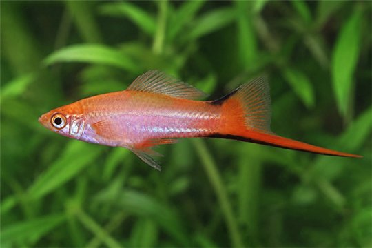 Xipho rose comète 4-4,8 cm