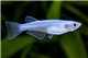 Oryzias latipes kohaku platinium white medaka 1,5-2 cm