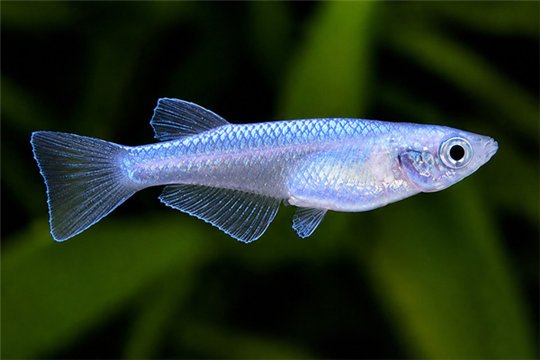 Oryzias latipes kohaku platinium white medaka 1,5-2 cm