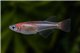 Oryzias latipes kohaku medaka 1,5-2 cm